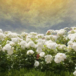 La Rose Blanche vivait, vit et vivra. Celui qui la cultive se tenait debout, se tient debout, se tiendra debout.