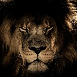Lion King | Binance Futures 🏆