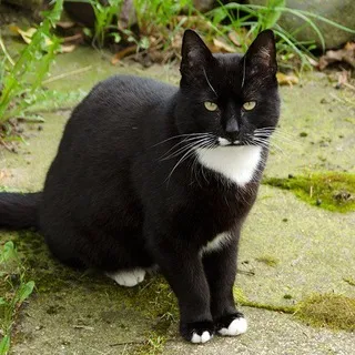 Katzenvideos