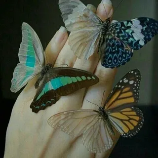 🦋KELEBEĞİN RÜYASI🦋