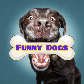 🐶Dog’s of New York