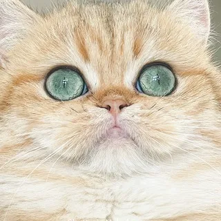 Nekobaa