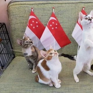 Kitten and Cat Singapore